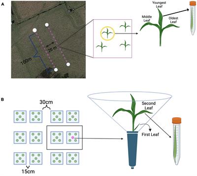 Leaf age structures phyllosphere microbial communities in the field and greenhouse